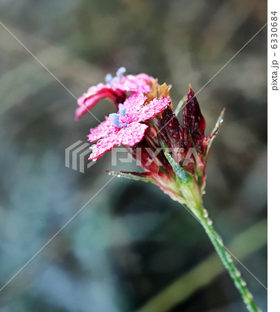Mountain carnation flowers. Autumn (Diantbus) 6330684