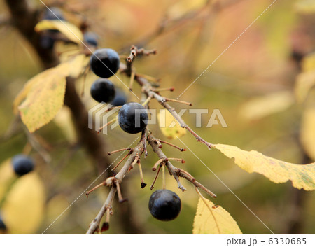 branch of sloe, autumn background (Prunus spinosa) 6330685