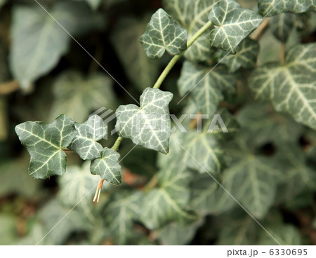 Green ivy (Hedera helix Glacier) Green ivy (Hedera helix Glacier) 6330695