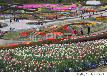 みちのくの杜湖畔公園の花壇(色彩の公園) みちのくの杜湖畔公園の花壇(色彩の公園) 6330751