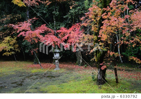 高桐院、雨に濡れた庭園 6330792
