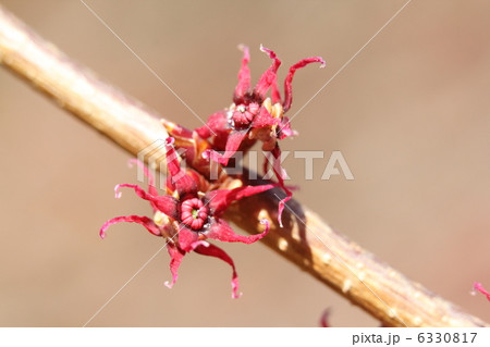 マルバノキの花 6330817
