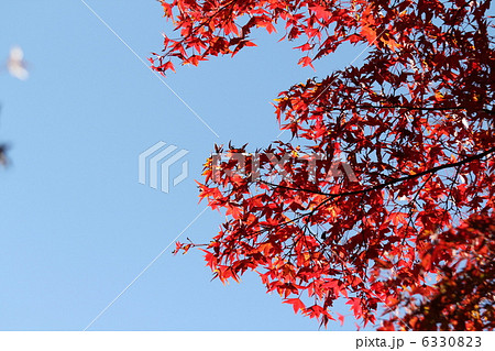 紅葉 6330823