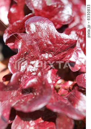 ミニレタス・ワイン 6330833