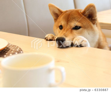 ドッグカフェ ドッグカフェ 6330887