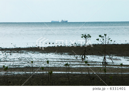 マングローブの苗木 沖縄 石垣島 の写真素材