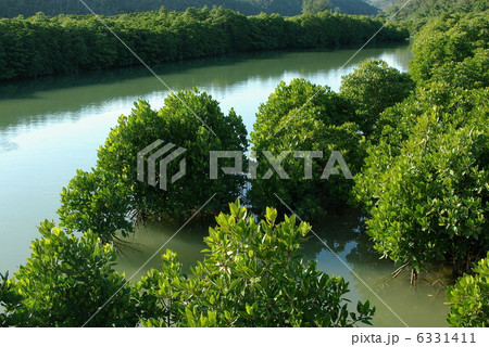 マングローブ（沖縄・慶佐次湾のヒルギ林） 6331411