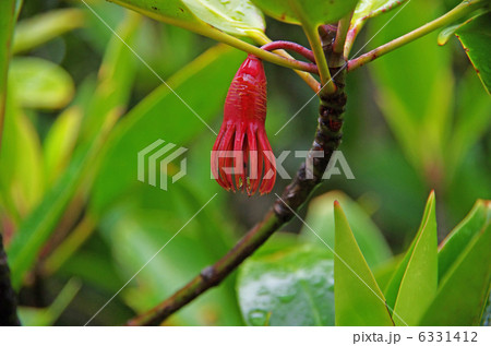 オヒルギの萼（がく）　（沖縄・慶佐次湾のヒルギ林） 6331412