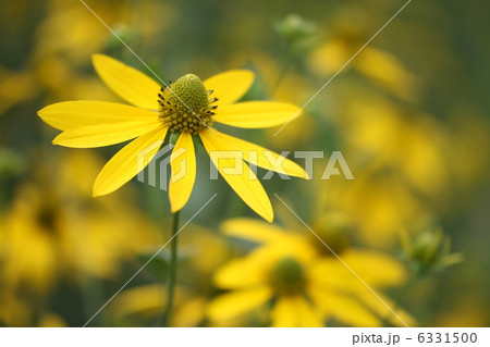 ルドベキア 6331500