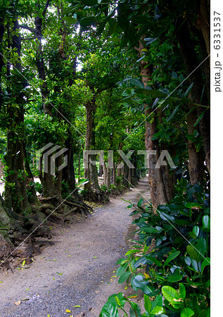 備瀬のフクギ並木（沖縄） 6331537