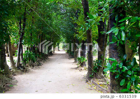 備瀬のフクギ並木（沖縄） 6331539