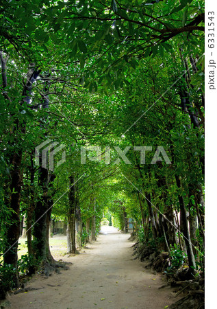 備瀬のフクギ並木（沖縄） 6331543