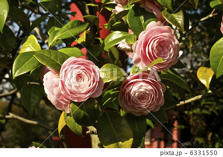 満開。ピンク色の「乙女椿」(東京都台東区) 満開。ピンク色の「乙女椿」(東京都台東区) 6331550