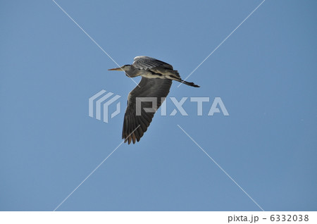 蒼鷺の飛翔 蒼鷺の飛翔 6332038