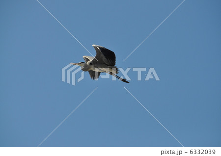 蒼鷺の飛翔 6332039