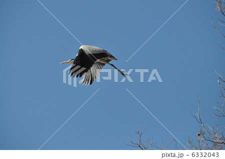 蒼鷺の飛翔 6332043