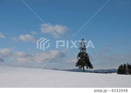 青空と一本の木　美瑛町 6332048