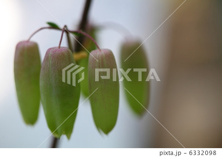 セイロンベンケイソウの蕾 セイロンベンケイソウの蕾 6332098
