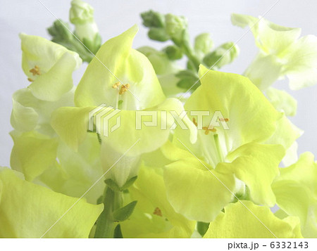 キンギョソウ キンギョソウ 6332143