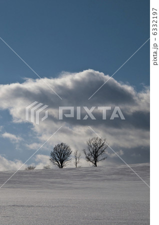 親子の木　美瑛町 6332197