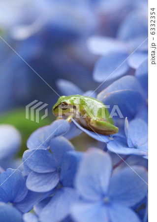 あじさいとカエル 6332354