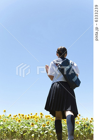 かばんを持っている女子学生の後姿とヒマワリ畑 6333239