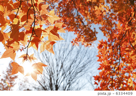 紅葉と枯れ木 6334409