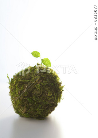 コケ玉から生えた双葉 コケ玉から生えた双葉 6335077