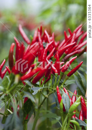 とうがらし 6335364