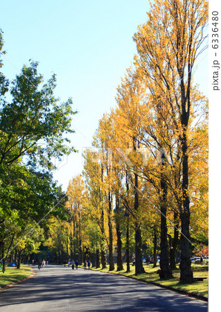 紅葉の秋 水元公園 6336480