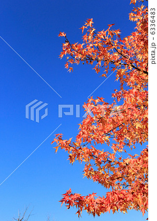 紅葉の秋 水元公園 6336483