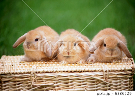 ロップイヤーラビット 6336529