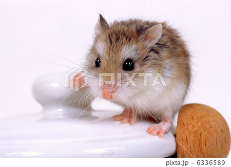 ジャンガリアンハムスター 6336589