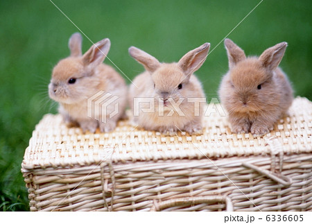 ロップイヤーラビット ロップイヤーラビット 6336605