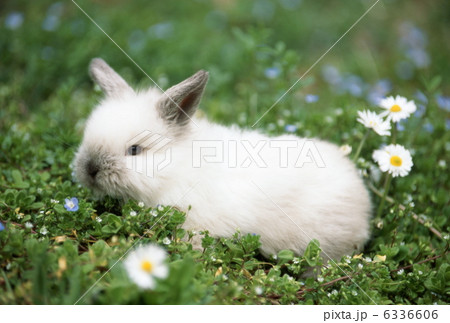 ミニウサギ 6336606