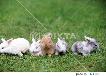 並んだ仔ウサギ 6336608