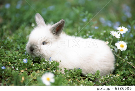ミニウサギ 6336609