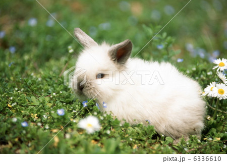 ミニウサギ 6336610