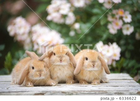 ロップイヤーラビット ロップイヤーラビット 6336622