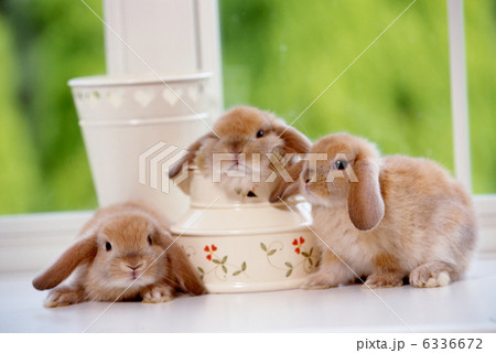 ロップイヤーラビット 6336672