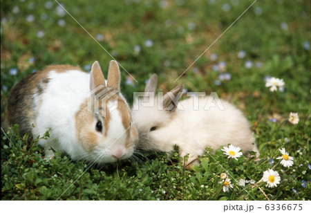 ミニウサギ ミニウサギ 6336675