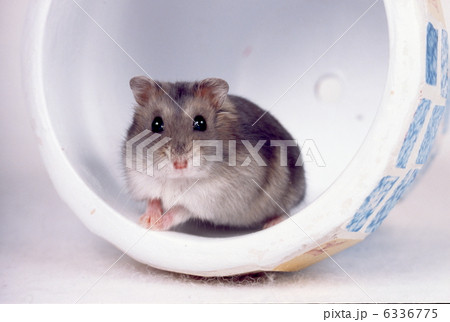 ジャンガリアンハムスター 6336775