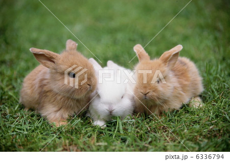 並んだ仔ウサギ 6336794