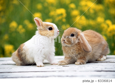 ミニウサギとロップイヤーラビット 6336814