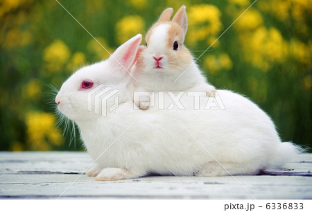 白ウサギとミニウサギの写真素材