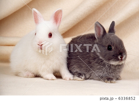 白ウサギとミニウサギ 白ウサギとミニウサギ 6336852
