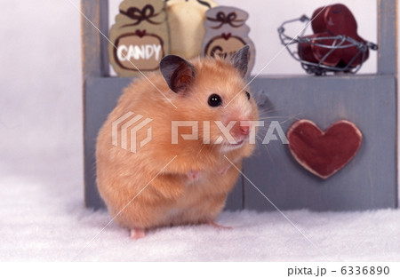 キンクマハムスター キンクマハムスター 6336890