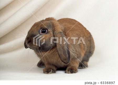 ロップイヤーラビットの写真素材 [6336897] - PIXTA