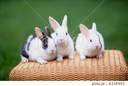ウサギ 6336903