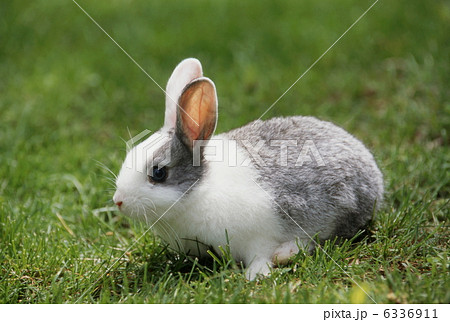ミニウサギ 6336911
